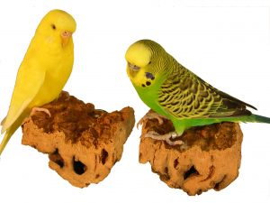 Korkpicksteine Quadratisch für Vögel