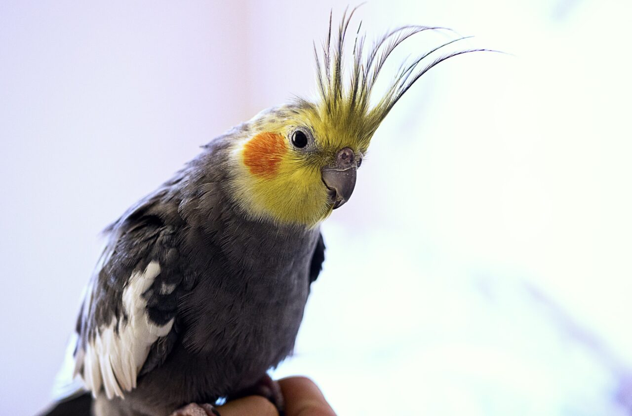 Nymphensittiche VogelKing