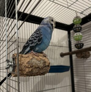 Blauer Wellensittich sitzt auf einer Knabberkorkast von VogelKing in einem Vogelkäfig.