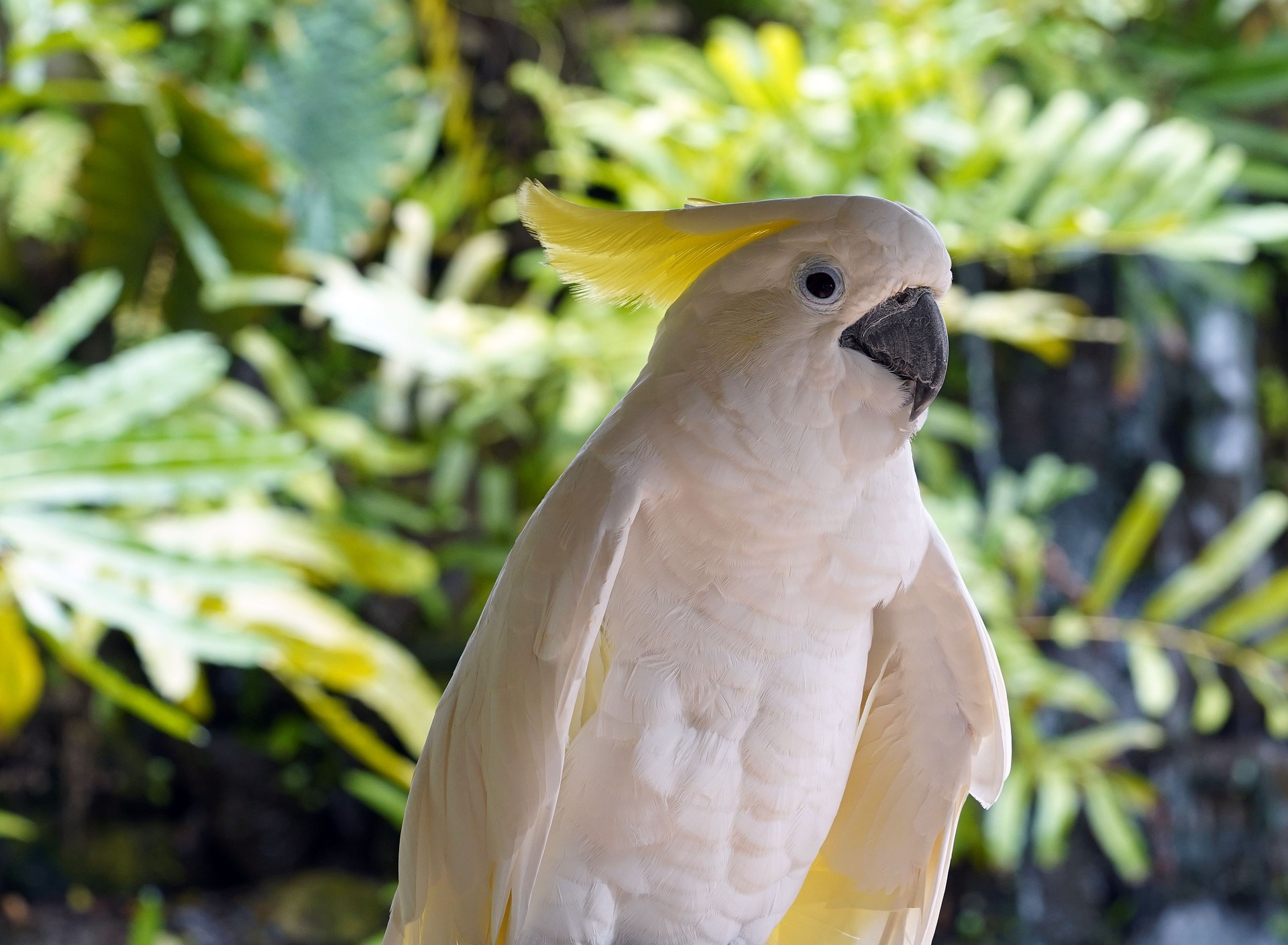 Gelbhauben Kakadu sitzt vor Palmen