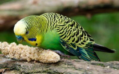 Was fressen Wellensittiche? So sieht die richtige Ernährung aus!