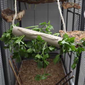 Vogelkäfig mit leerer Zewarolle, die über ein Seil befestigt ist und wie eine Schaukel aussieht. In der Zewarolle sind Löcher und leckere Petersilie schaut heraus