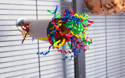 Wellensittich Spielzeug basteln: 6 einfache DIY-Ideen für kreative Beschäftigung