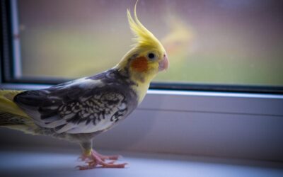 Vogel Tierarzt Deutschland – große Liste aller vogelkundigen Tierärzte