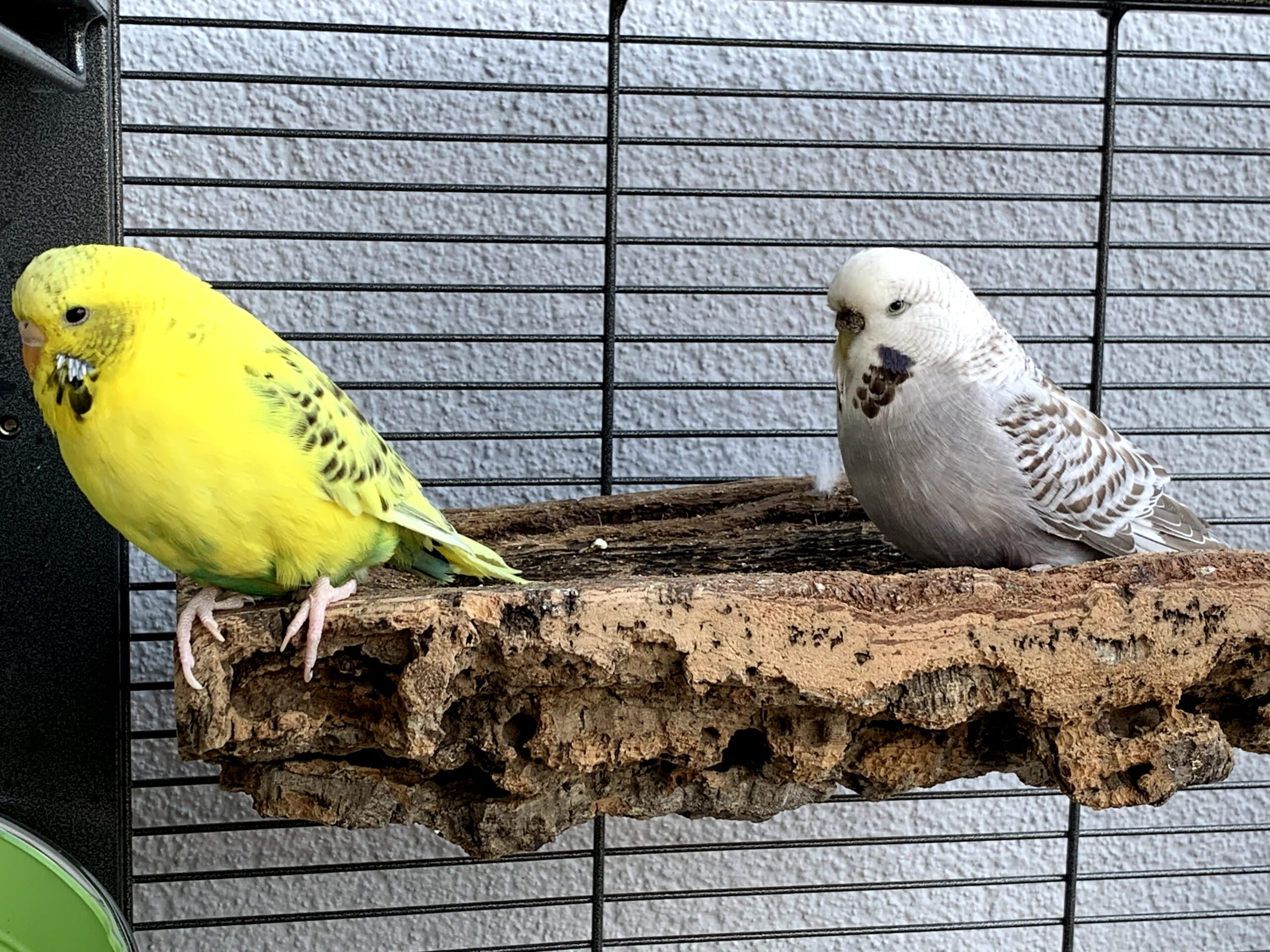 2 Wellensittiche auf einen Korksitzbrett von VogelKing